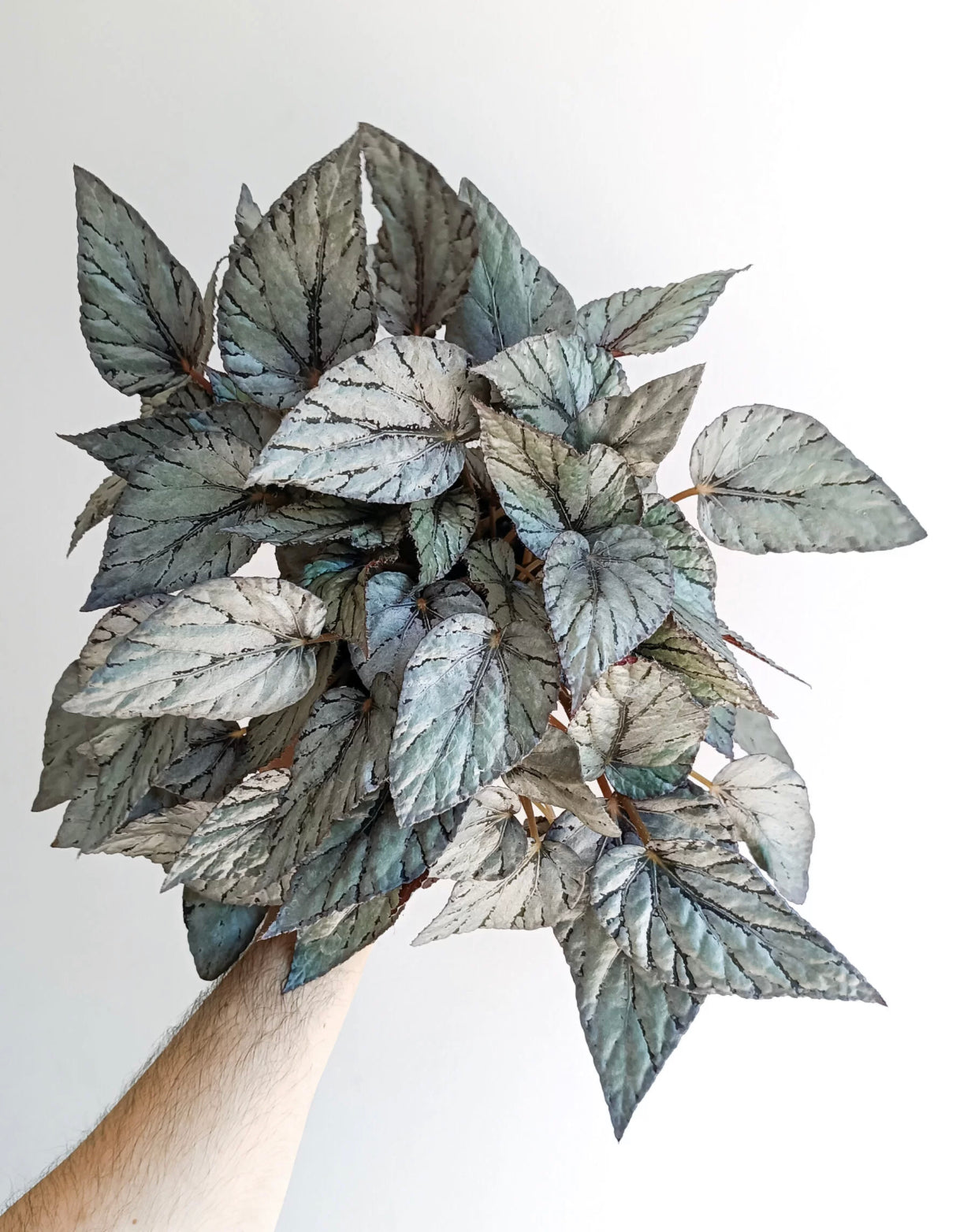 Arctic Ivy