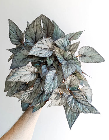 Arctic Ivy