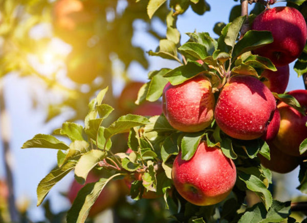 Apple Orchard– Fresh crisp scent | Mam Jam’s