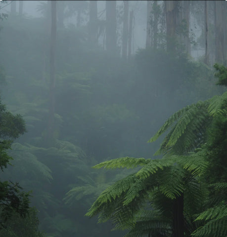 Fog and Fern