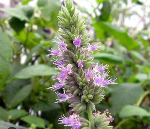 Patchouli
