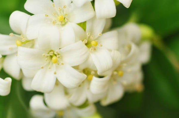 Honeysuckle Jasmine - Mam Jam's Candle Company