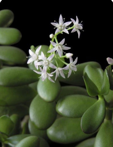 Cactus Flower and Jade